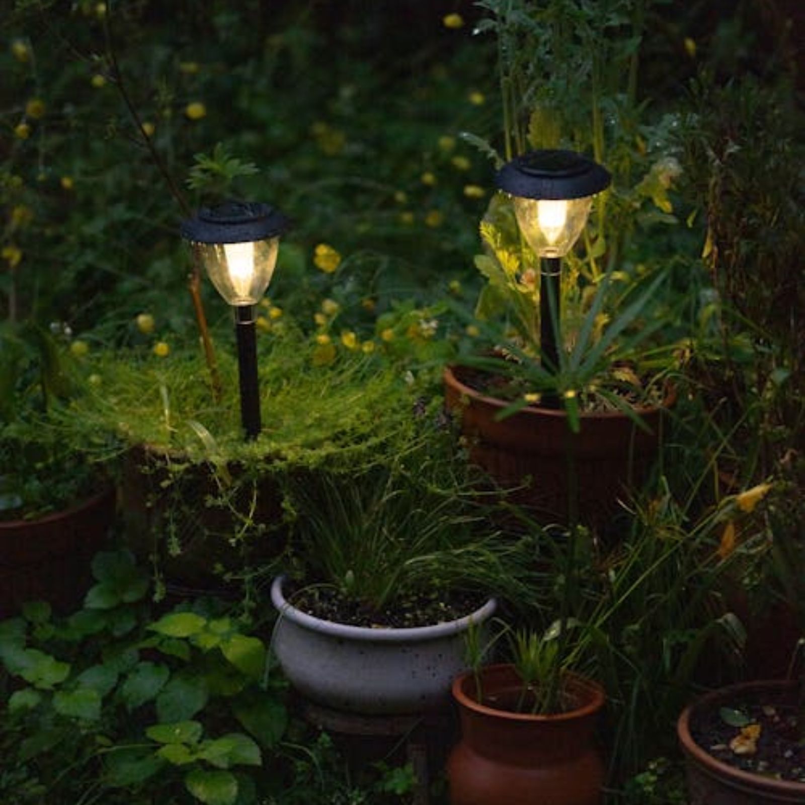 Professional landscape lighting illuminating a backyard garden at dusk